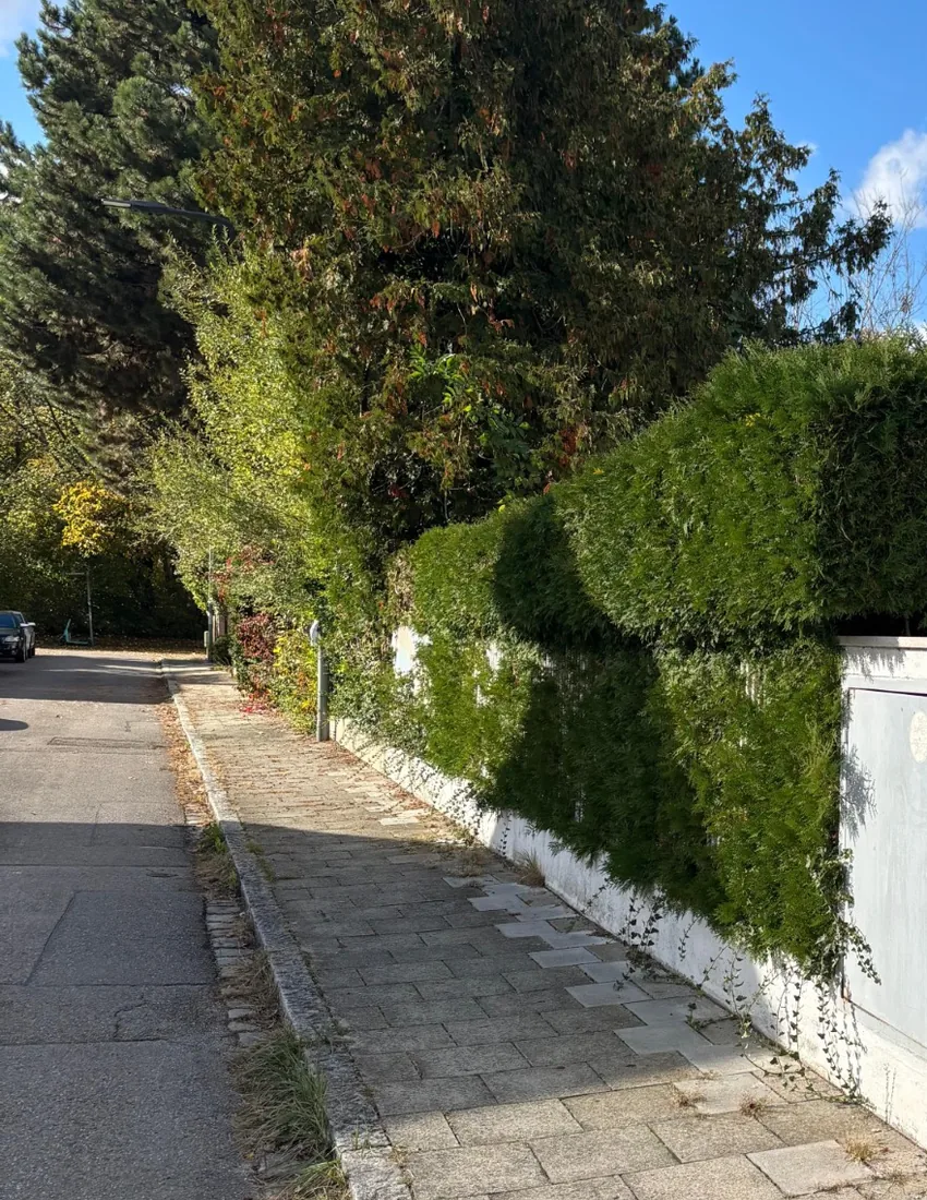 Vorher: Hecke mit überhängendem Bewuchs